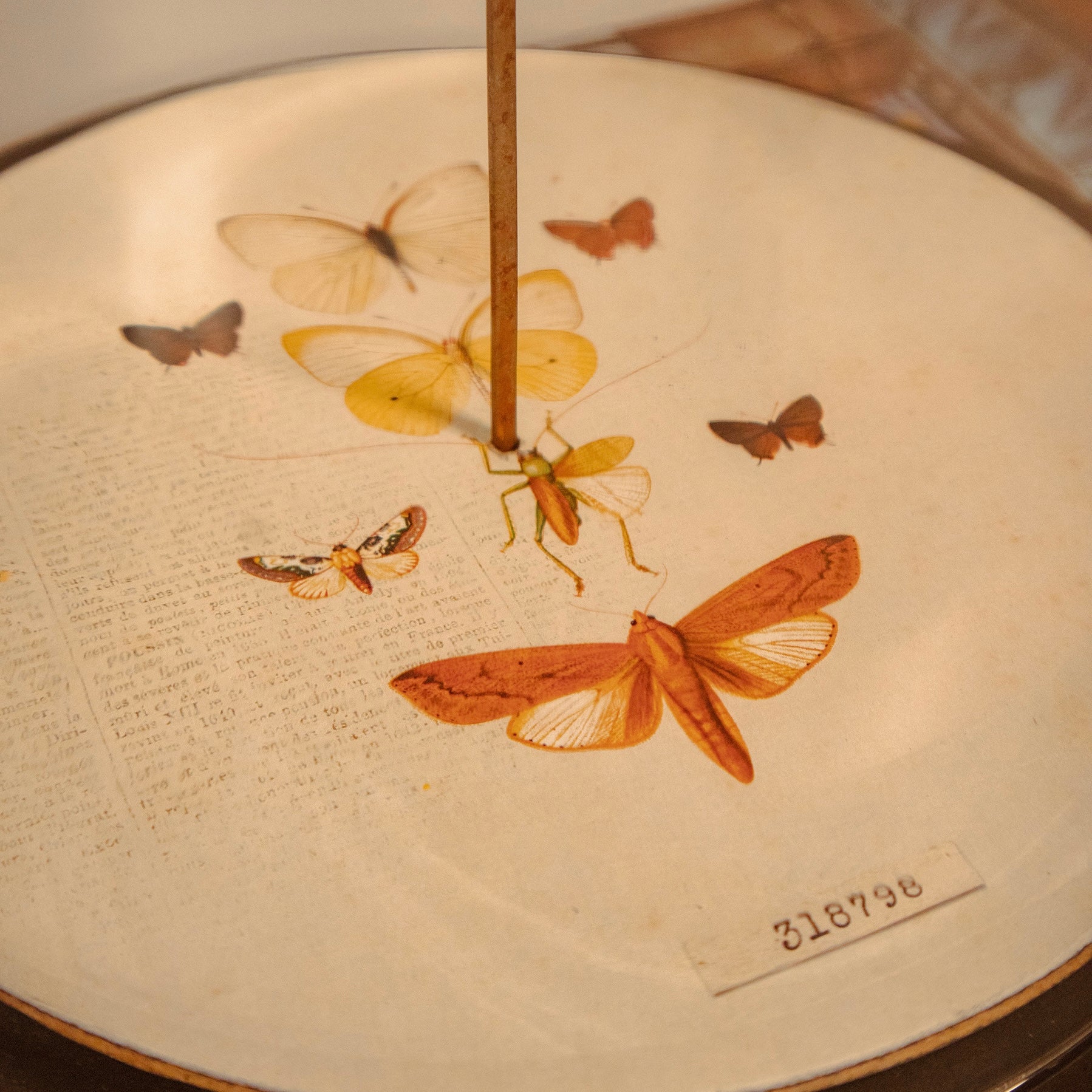 redoma borboleta P
