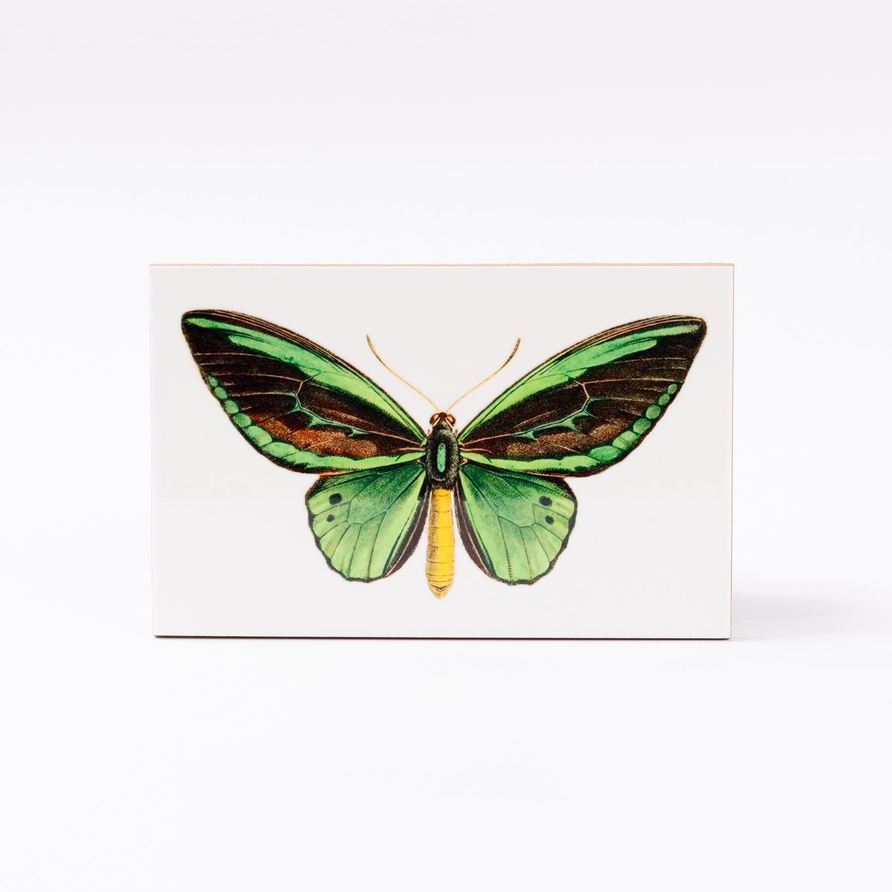 azulejo borboleta