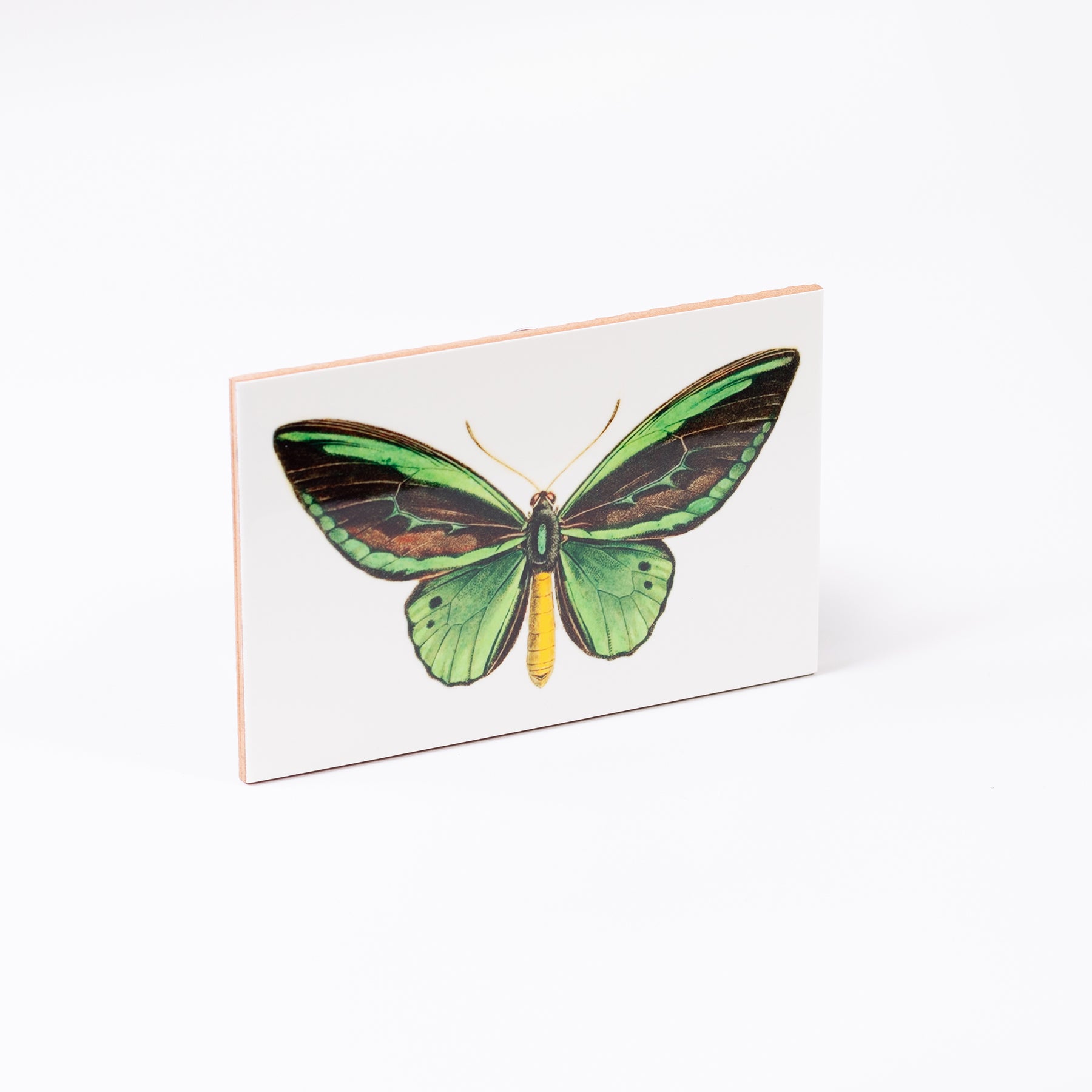 azulejo borboleta